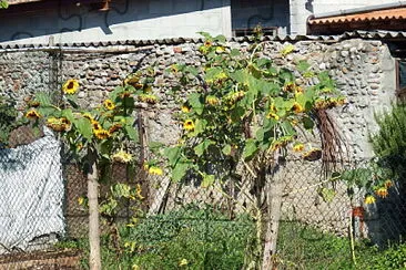 girasoli stanchi