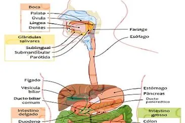 sistema digestivo 1 jigsaw puzzle