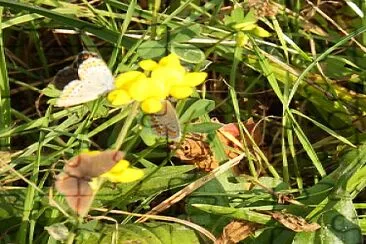 gruppo di farfalle