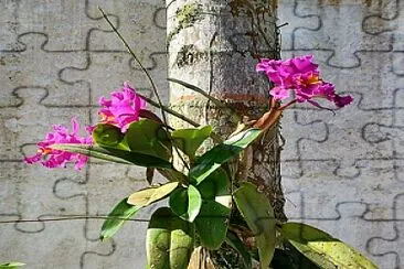 Orquidea Pousada Luar de Boracéia