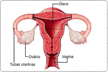 Sistema Reprodutor Feminino