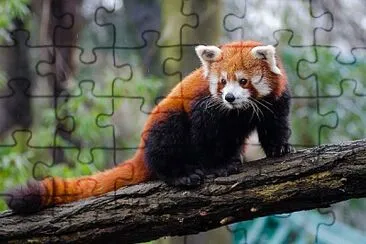 Red panda