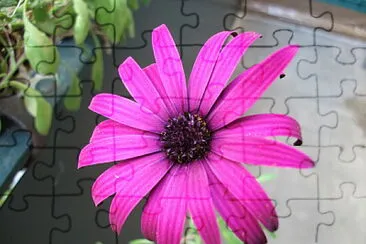 Gerbera jigsaw puzzle