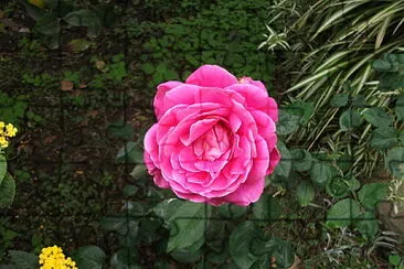 rosa