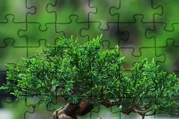 Bonsai jigsaw puzzle