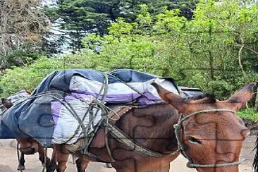 Transporte  en el eje cafetero