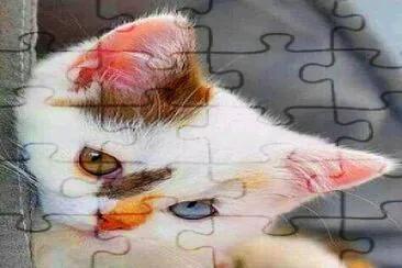 gato jigsaw puzzle