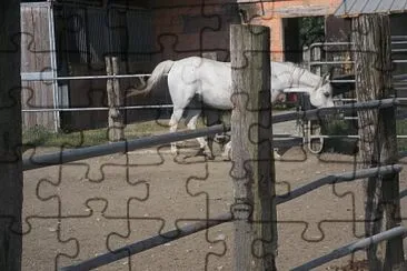 il cavallo jigsaw puzzle