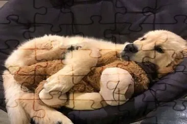 dog jigsaw puzzle