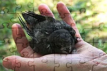 A Bird In The Hand jigsaw puzzle