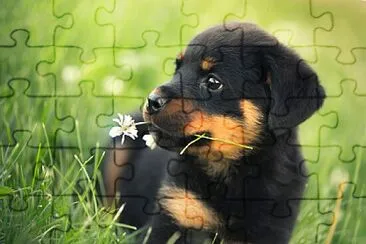 Rottweiler bebe