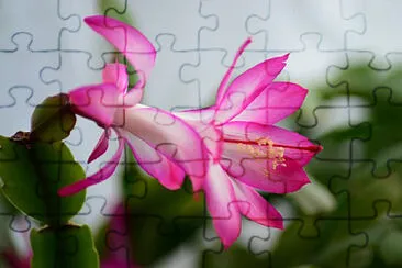 OK jigsaw puzzle