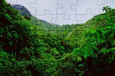 Hutan tropis jigsaw puzzle