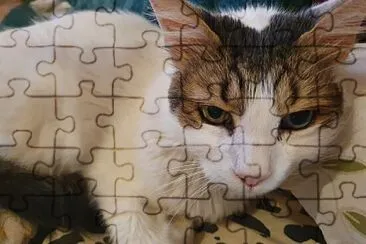 Cat jigsaw puzzle