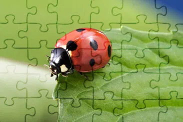 Imagem jigsaw puzzle