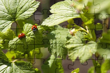 Imagem jigsaw puzzle