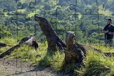 komodo jigsaw puzzle