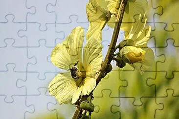 OK jigsaw puzzle