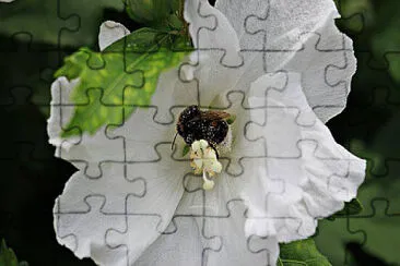 OK jigsaw puzzle