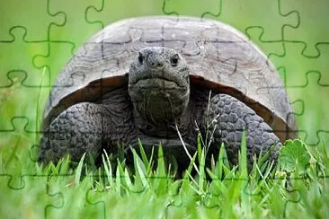 פאזל של Tortoise