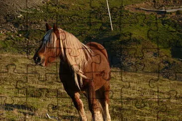 Cheval Pyrénées