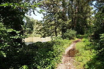 sentiero nel bosco