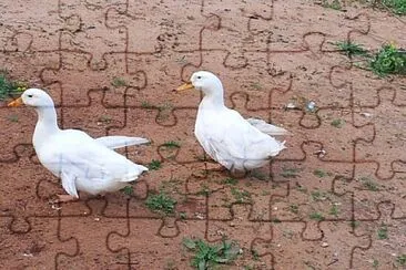 White ducks jigsaw puzzle