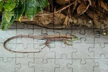 פאזל של skink