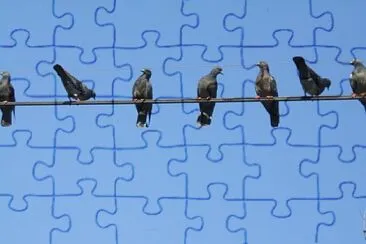 pigeons jigsaw puzzle