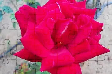 red rose jigsaw puzzle