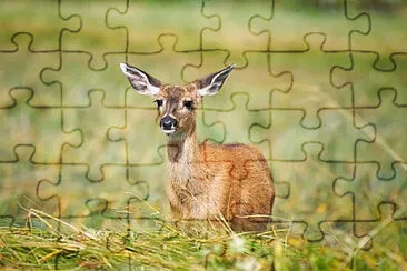 . jigsaw puzzle