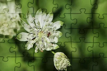 OK jigsaw puzzle