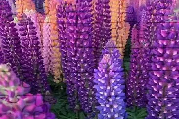 פאזל של Lupines