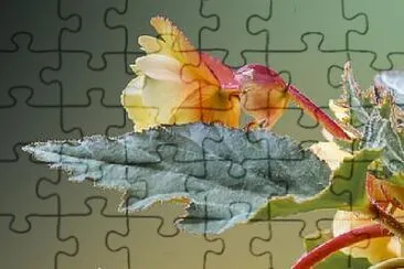 OK jigsaw puzzle