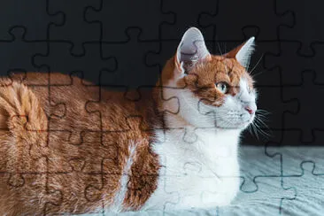 Foto jigsaw puzzle