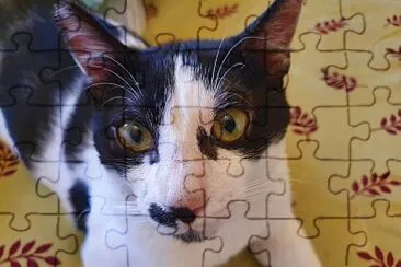 Cat jigsaw puzzle