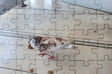 Pigeon jigsaw puzzle