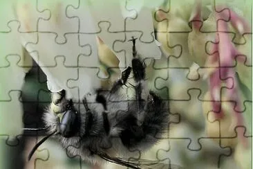 Abeille jigsaw puzzle