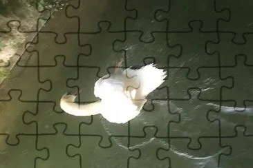 cigno jigsaw puzzle