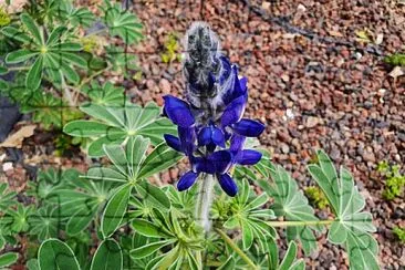 Purple lupine