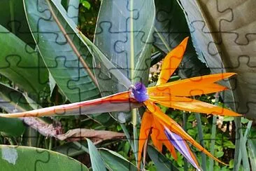 Bird of Paradise