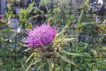 thistle