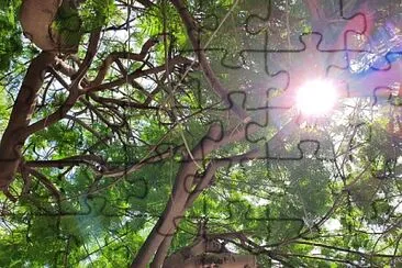 פאזל של Sun between branches