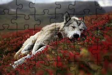 001 jigsaw puzzle