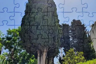 פאזל של tree