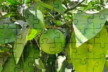 tree jigsaw puzzle