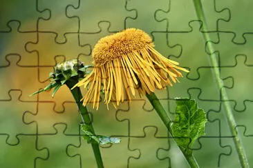 OK jigsaw puzzle