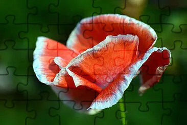 OK jigsaw puzzle