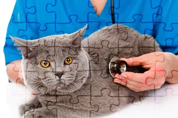 gato jigsaw puzzle