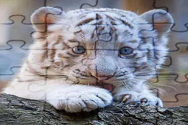 Tigre bebe jigsaw puzzle